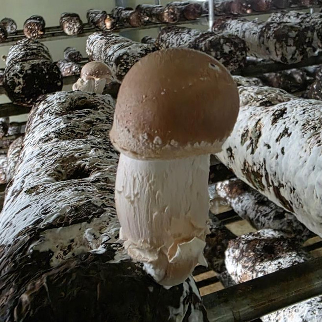 (산지발송) 특등급 미네랄품은 생참송이 버섯 500g (한정수량), 1개, 참송이 1KG 1등급