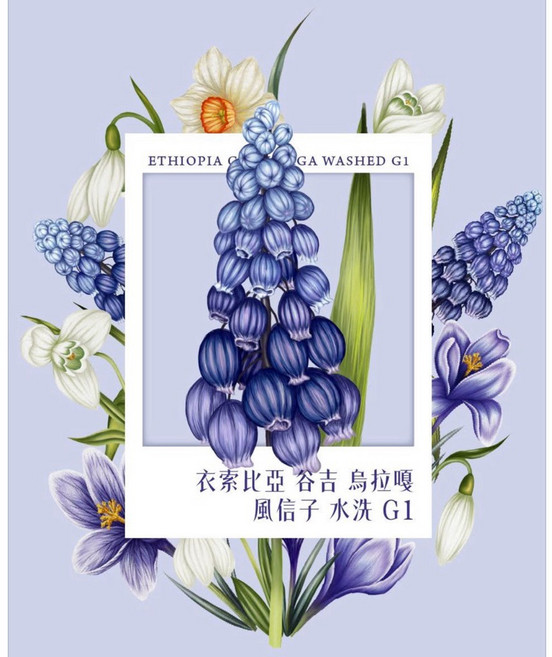 四季生豆咖啡 衣索比亞 谷吉 烏拉嘎 風信子 水洗 G1, 1個