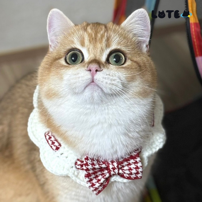 로테오 반려동물 왕리본 케이프, 1개, 레드