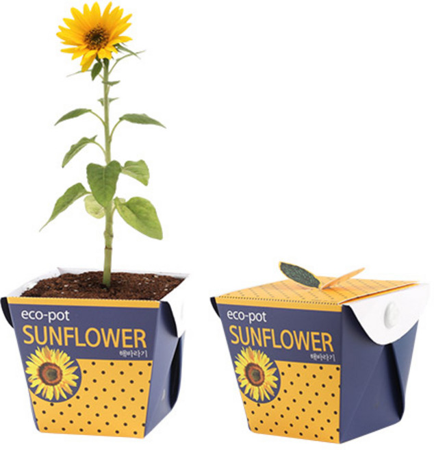 포픽 작두콩 봉선화 바질 방울토마토해바라기 재배 키트, 에코팟_해바라기, 1개