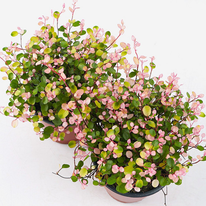 갑조네 1+1 핑크브리즈 핑크트리안 식물 꽃 화분 화초 수경재배식물, 1개