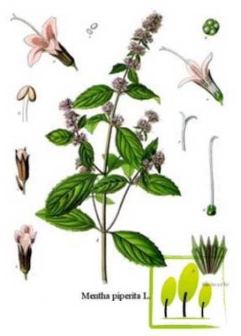 페퍼민트 워터 (Peppermint infused water), 1L, 1개