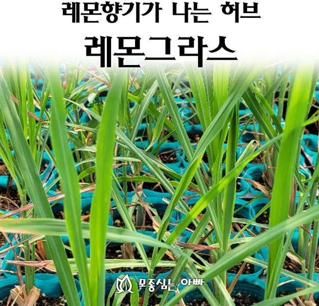 [모종심는아빠] 레몬향기가 나는 허브 레몬그라스 모종, 1개