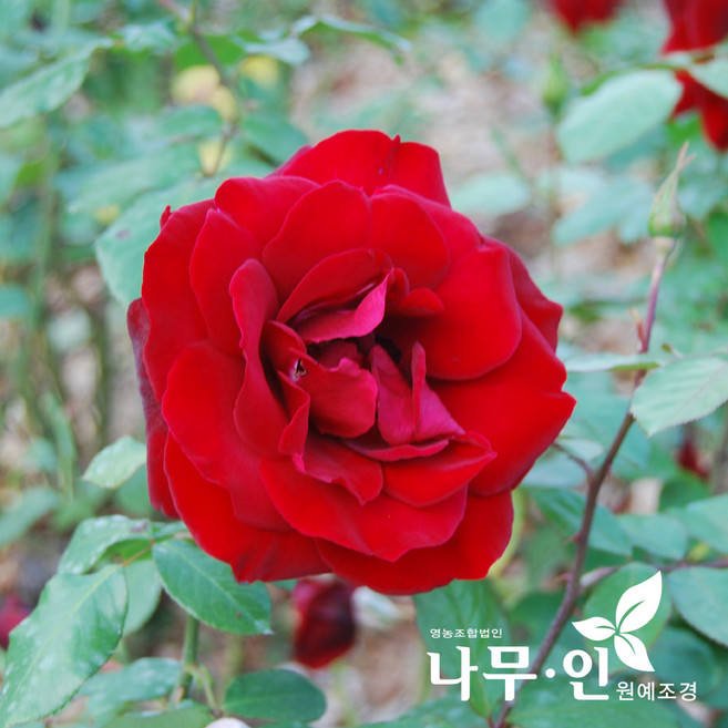 [나무인] 사계덩굴장미 줄장미 프레지던트 생골(빨강색)