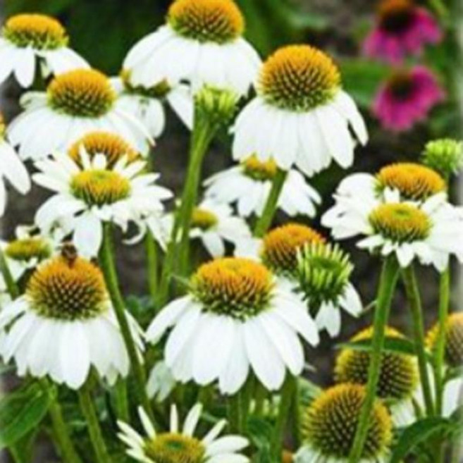 에키네시아-파우와우화이트(소형분지성) :어린 모종 8cm분 네개셋트 KC087