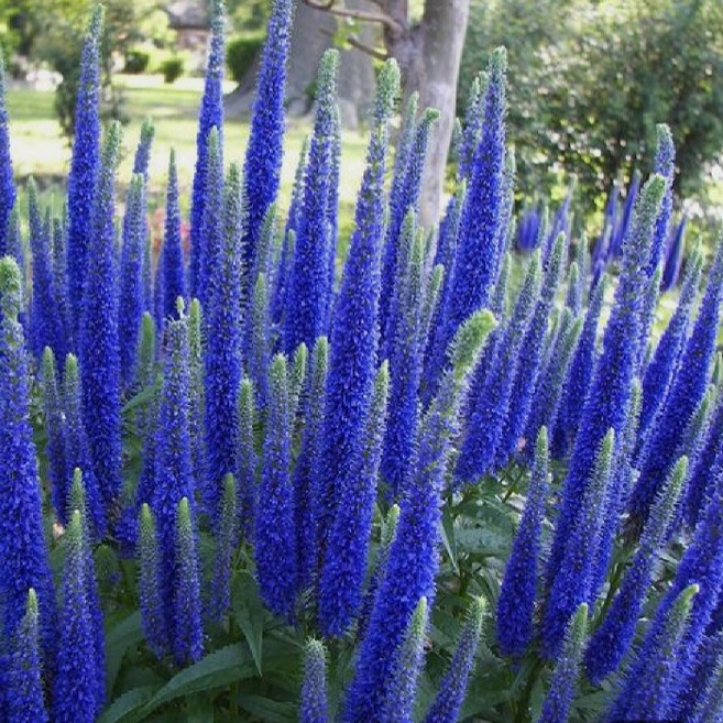 야생화피어나라플라워 꼬리풀(드와프 블루) 1Set 3포트, 1개