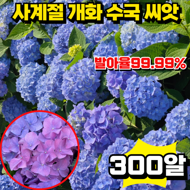 [높은 발아율]사계절 개화 수국 씨앗 생화 씨앗 정원 꾸미기 혼합 색상 60알, 5개