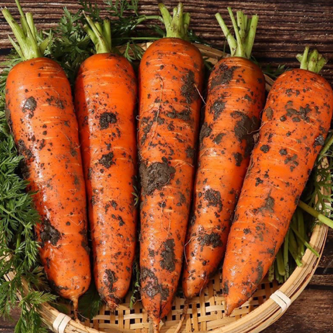 [한정물량특가] 제주당근명가 달콤꿀아삭 흙당근 구좌당근, 1박스, 5kg