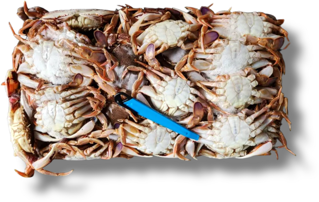 선동 황게 도매 업소용 11kg 선동 깨다시 꽃게 금게 방게 불게, 7단 (70~90미 내외), 1개