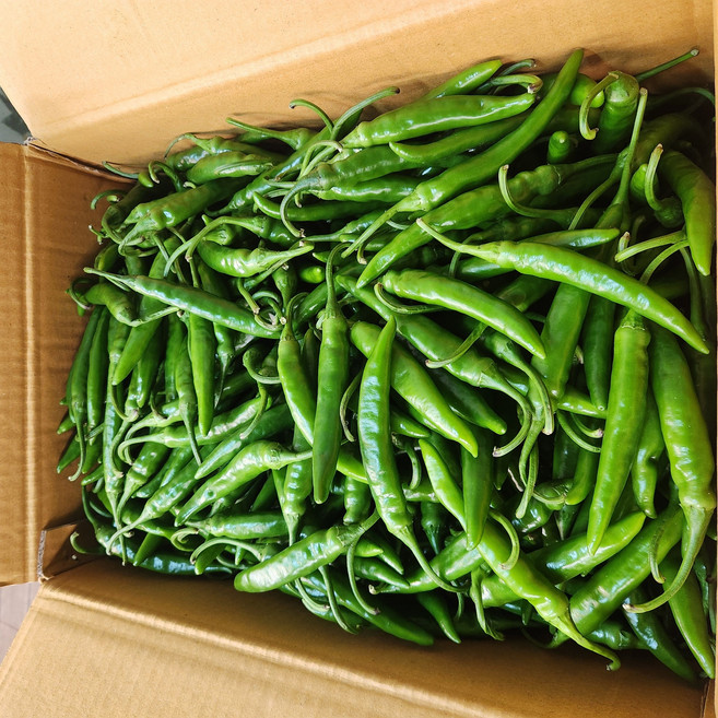 [국내산] 신선한 청량고추 매운땡초 특품, 1개, 1kg