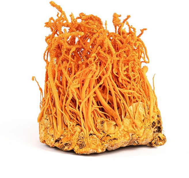 금관 최고급 굼벵이 동충하초 동결건조 20g 코디세핀 30000mg 이상 함유, 15g, 1개