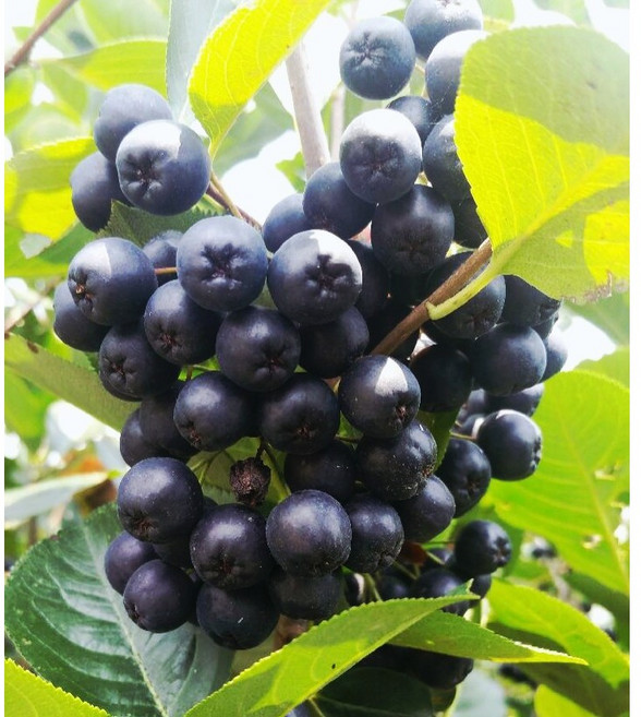 [서기네농장] 2025년 햇아로니아 국내산 최상품 특품 냉동 아로니아, 1개, 특품2.5kg(줄기제거)
