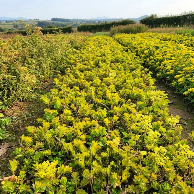 목하원예조경 지피식물 기린초 야생화 1주 포트묘 정원조경용 그라운드커버 여름꽃 묘목 노지월동, 1개