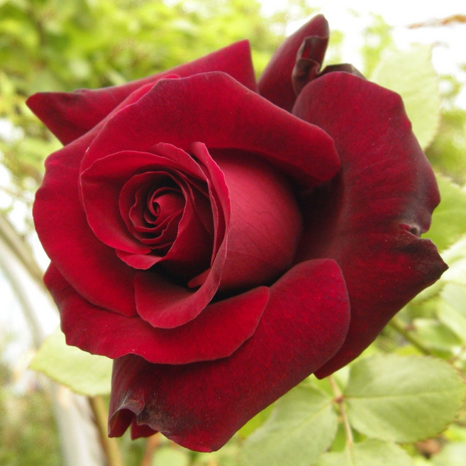 사계넝쿨장미 독일장미 덩굴장미 특대형 묘목 사계절장미 노지월동, 1개, 프레지던트 생골(흑장미)