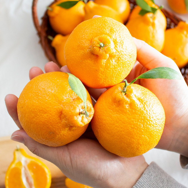 새콤달콤 국내산 가정용 한라봉 10kg(소과 / 중~대과), 1개, 10kg(사이즈 비슷함)40과전후, 노지한라봉(선물용)