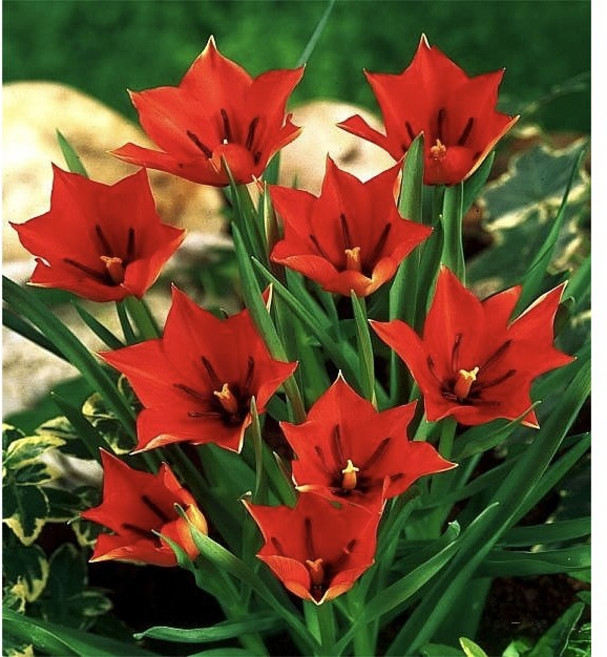 [원종튜울립 구근] 리니폴리아/ 화산농원, 10개