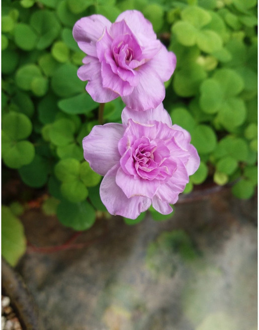 [삼다원]폼폼사랑초.대품