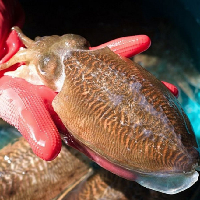 [산지직송] 국내산 생물 갑오징어 횟감 특품, 1박스, 1kg