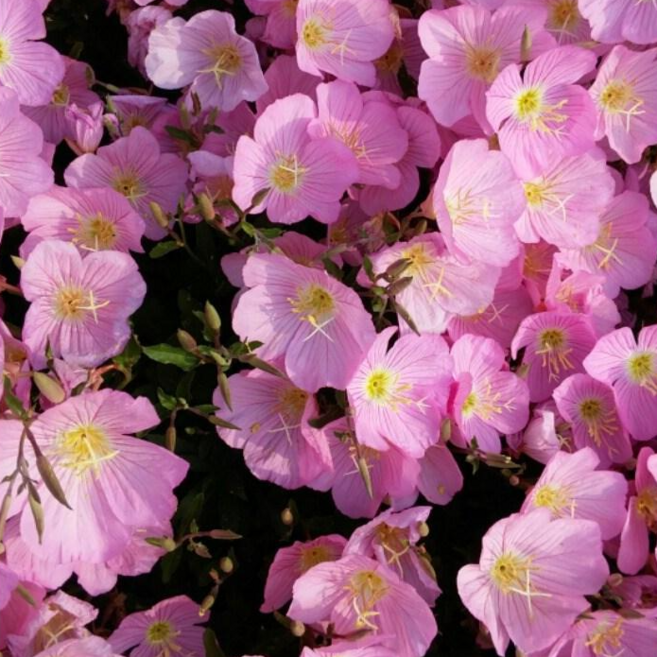 다년초사랑농원 분홍향낮달맞이꽃 (2포트묶음) [노지월동 다년초 야생화 꽃모종 봄꽃 여름꽃], 2개