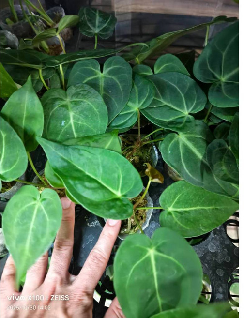 熊貓購物 鹿角蕨 植物盆栽，銀華女王鹿角蕨, 華麗花燭1.7吋