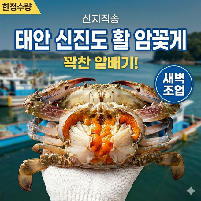 [태안 신진도] 알배기 암꽃게 kg당 4-6미 명품 활꽃게, 1개, 1kg