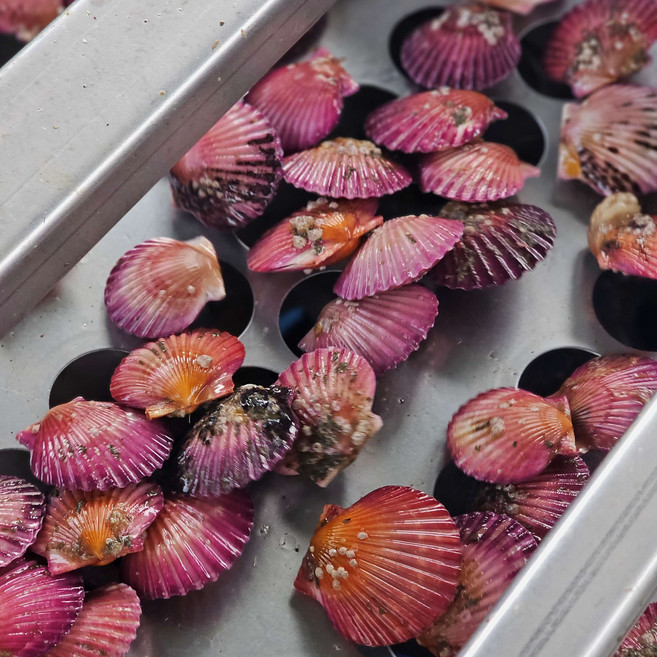 바다드림 통영 고성 제철 세척 비단가리비, 1개, 5kg