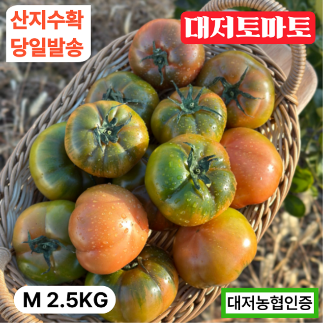 [당일새벽배송] 대저토마토 짭짤이 대저농협인증 산지직송, 1박스, M(중과) 2.5kg