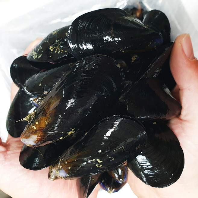 홍합 5kg채취 수염제거 홍합탕 3차손질 생산자발송 조업한 여수산 홍합, 1개, 홍합 5kg