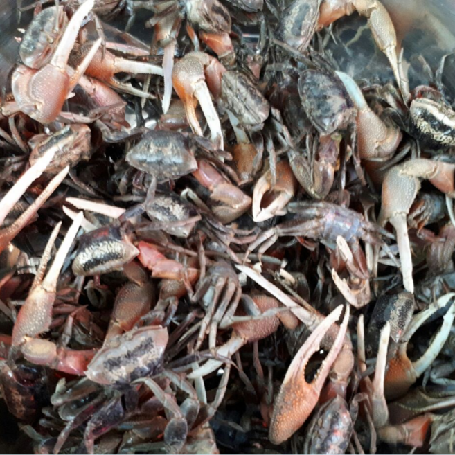 농게장 간장게장 빨간발게장 게장 능쟁이젓, 1개, 2L