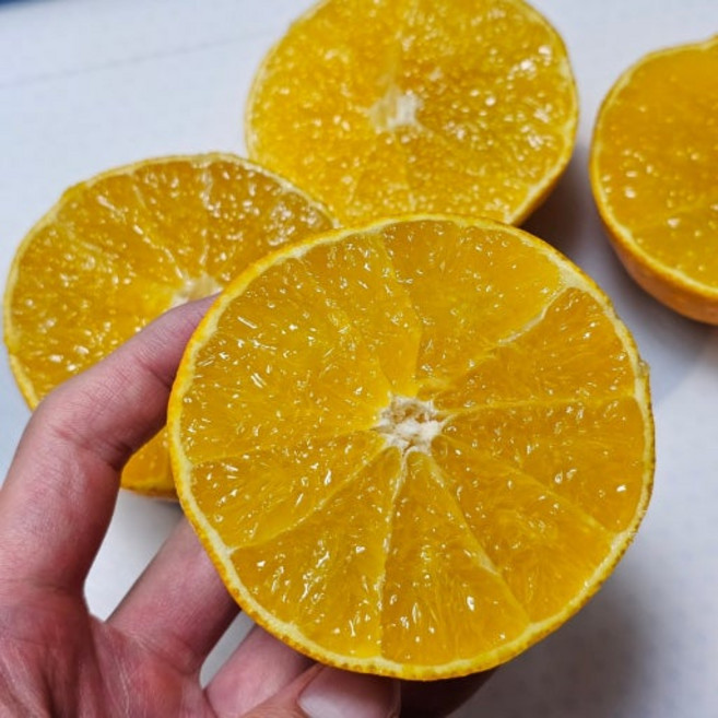 [한정특가!] 고당도 제주 황금향 (제주직송), 1박스, 황금향 10kg