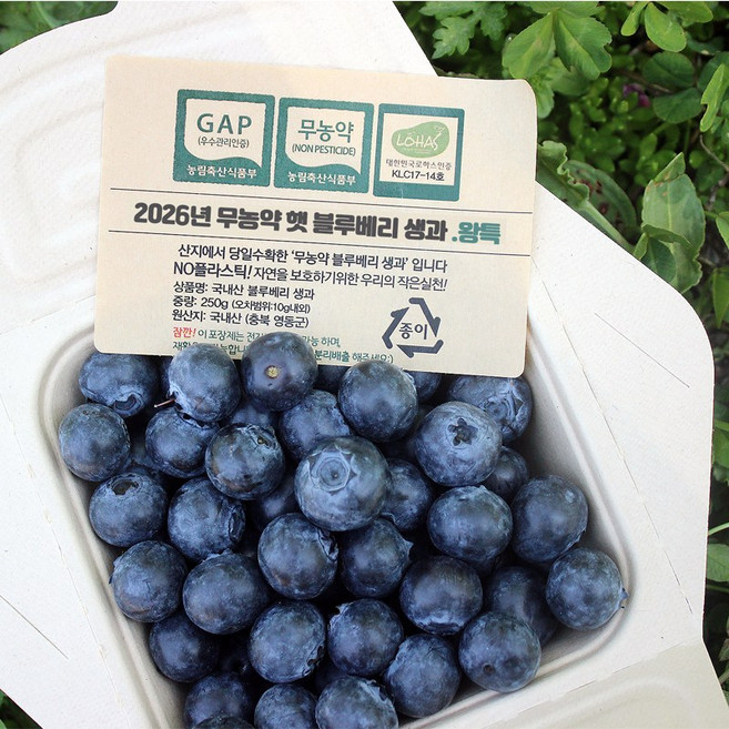 국산 무농약 햇블루베리 영동 생블루베리 생과 250g 500g 1kg, 왕특18mm이상, 1개