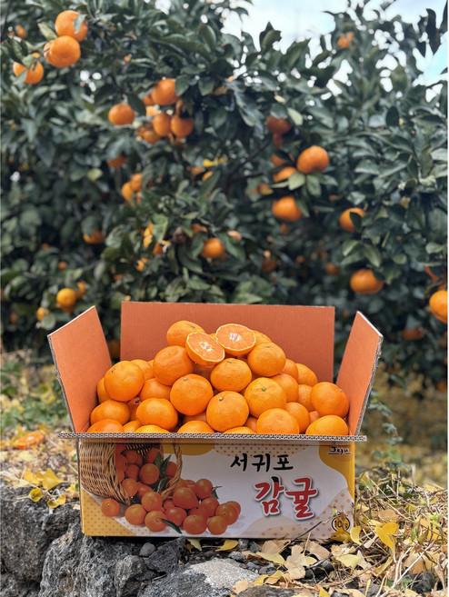 산지직송 제주감귤 당일수확 당도보장 노지밀감, 1박스, 10kg 중대과(L/2L)