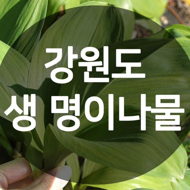 2025 강원도 평창산 생 명이나물 (산마늘) 1kg, 1개, 2kg