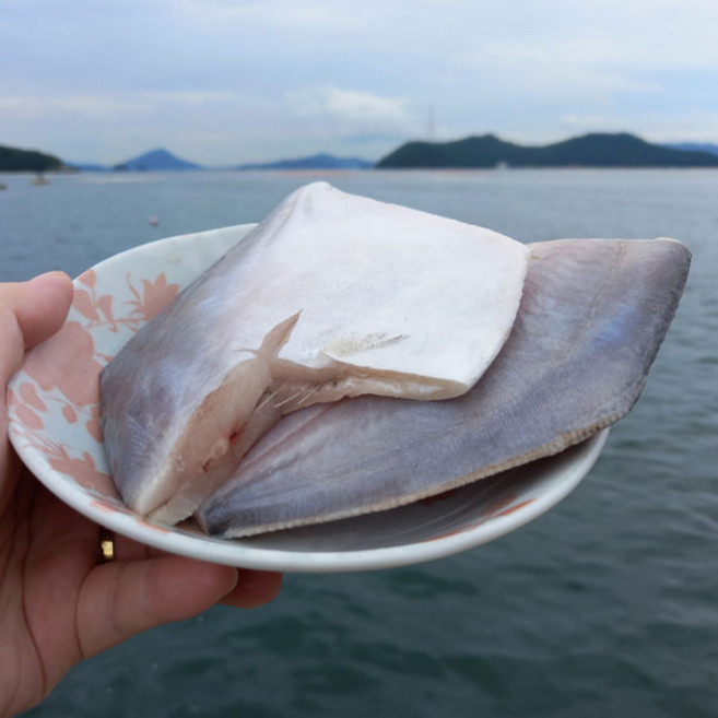 국내산 남해 손질 병어 횟감1팩 300g(2~6미), 1개, 300g