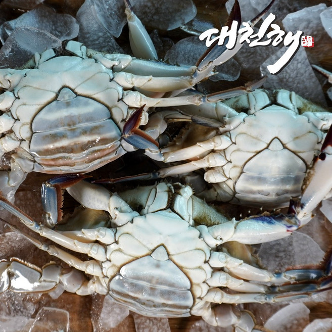 대천해 국내산 생물 봄꽃게 암꽃게 1kg(4~6미)