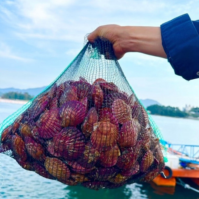 청농수 100%산지직송 제철 고성 홍가리비, 1박스, 2kg