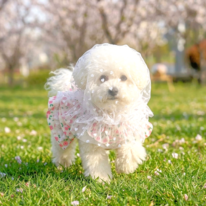 강아지 페이스커버 취식금지 해충 방지 얼굴망 입마개, 1개, 화이트 (소형)