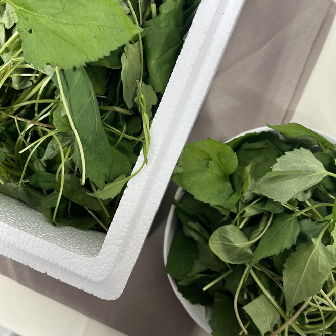 국내산 하동 취나물 하우스 생취나물 참취나물 산취나물, 1개, 2kg