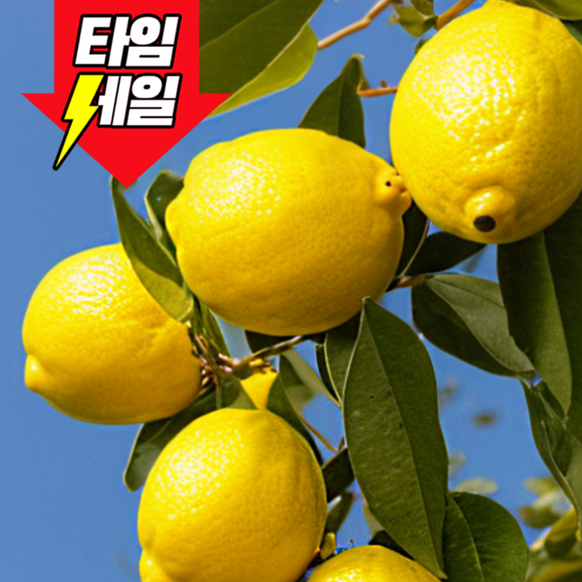 [마지막초특가] 50박스한정 껍질까지먹는 새콤달콤 제주레몬, 1박스, 5kg