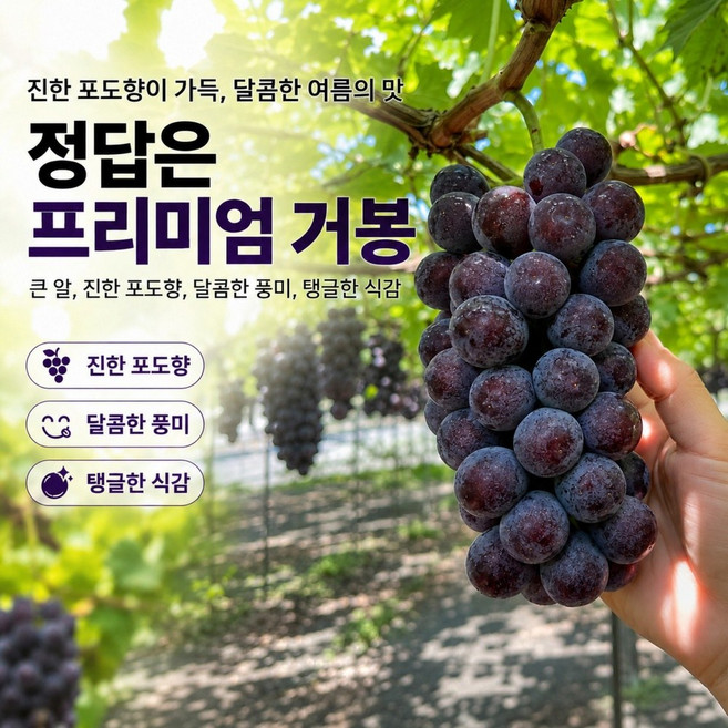 국내산 꿀맛 프리미엄 거봉 포도 산지직송 굵은알, 1개, 거봉(650~750g)-3입