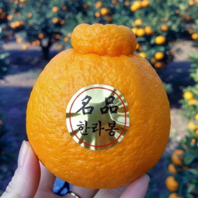 [달보드레농원] 고당도 한라봉 새콤달콤 제주직송, 1박스, 대과 5kg