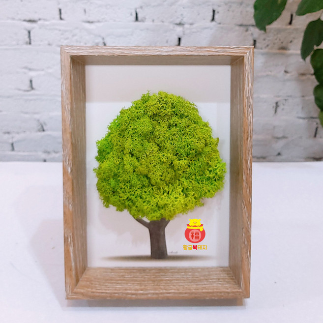 스칸디아모스 황금복돼지 공기정화식물 나무 액자 화분, 모스 황금복돼지 나무액자-스프링그린