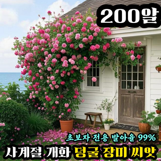 [연중 개화] 덩굴 장미 씨앗 사계 넝쿨 장미 씨앗 높은 발아율 초보자 가능, 2개