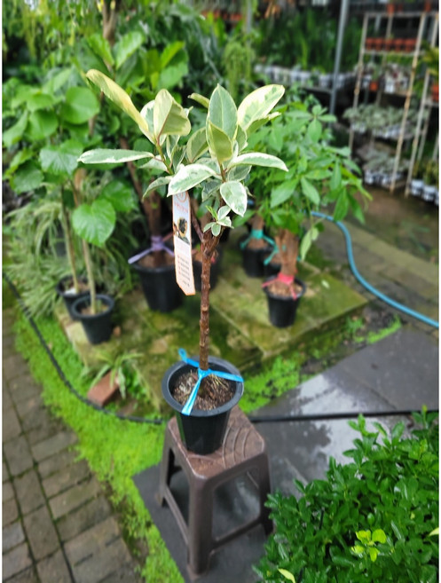 대형 수채화고무나무 수입고무나무 80~120cm 399