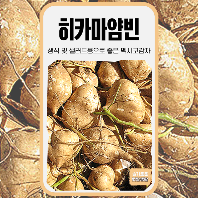 히카마 씨앗 50립 얌빈 세계종묘 종자 모종 씨 일반종 멕시코감자 콩감자, 1개