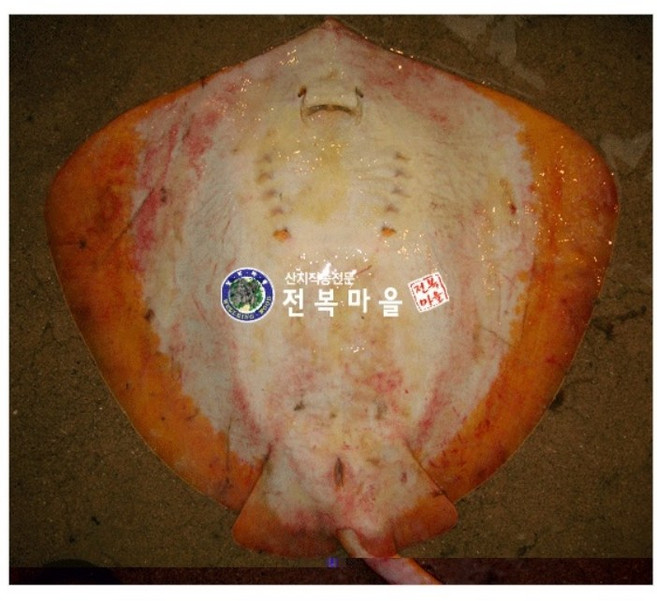 황가오리 노랑가오리 가오리 가오리애 가오리회 가오리찜 생선회 생선찜, 황가오리 3kg[순살무게2kg내외](기본손질), 1개