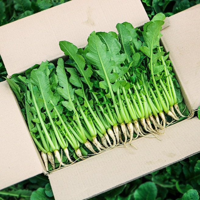 채소한 포천 어린열무 싱싱 국내산 수확, 4kg, 1개