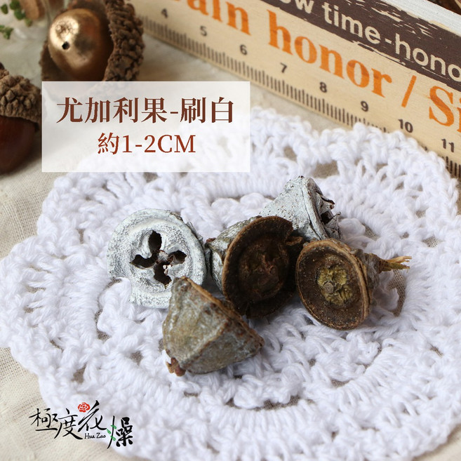 極度花燥 澳洲進口 尤加利果 刷白 約1-2CM, 尤加利果,仿舊刷白,兩款,隨機,一顆