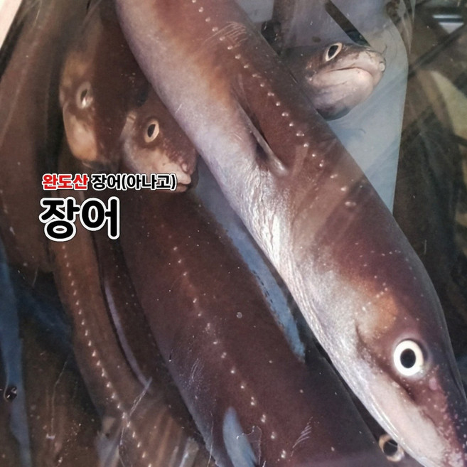 자연산 완도장어 붕장어.아나고 보양식장어 장어탕 손질후 발송, 1개, 800g