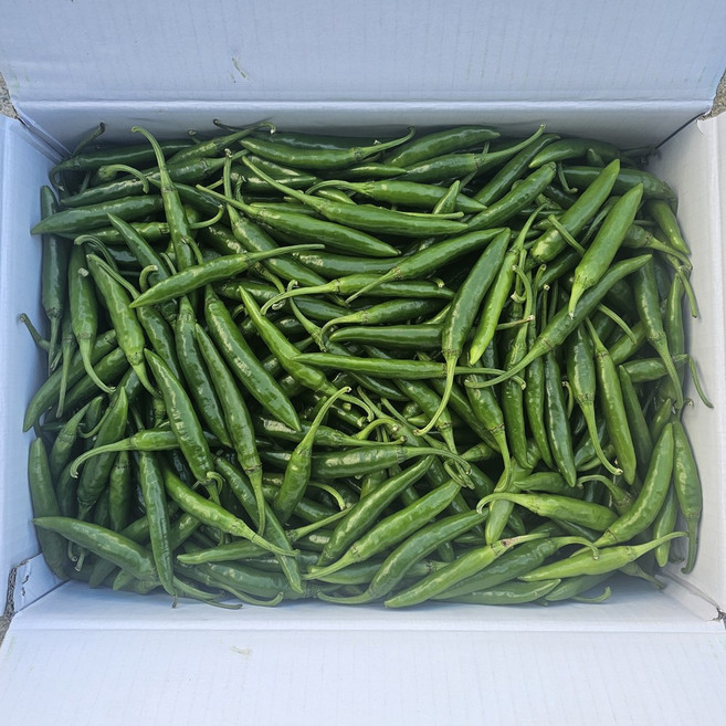 클릭마켓 최상급 청양고추 특품 매운 고추 땡초 청량고추, 1개, 특 5kg